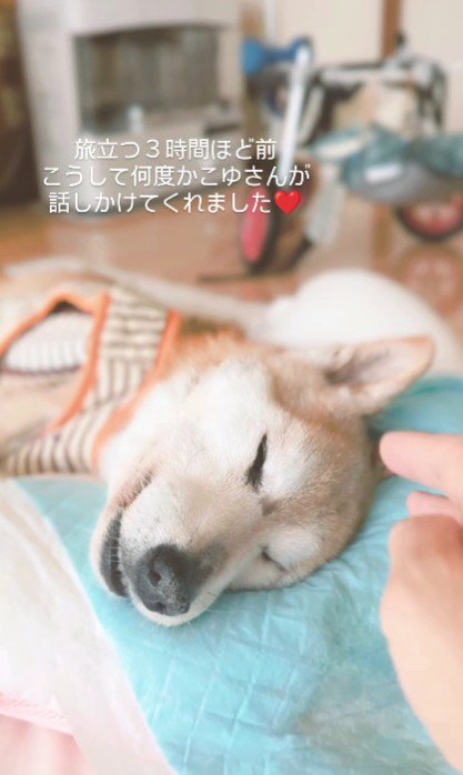 柴犬の小雪ちゃん