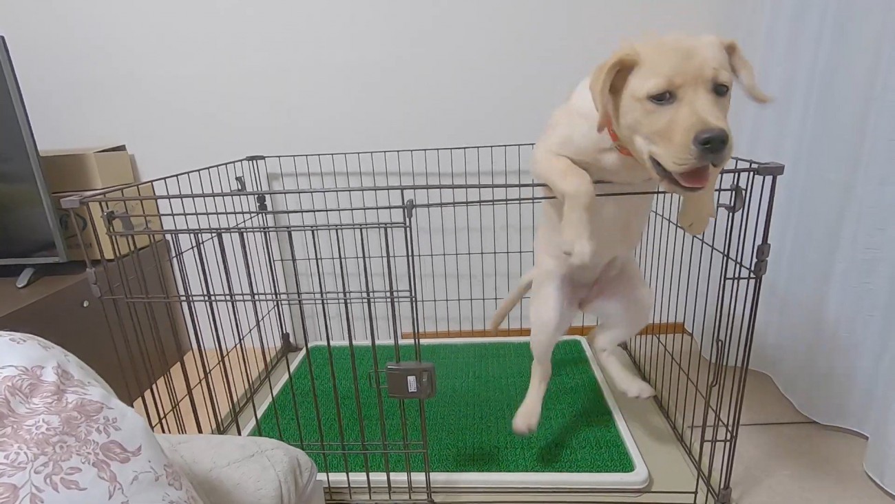 出られることに全然気づきません（笑）