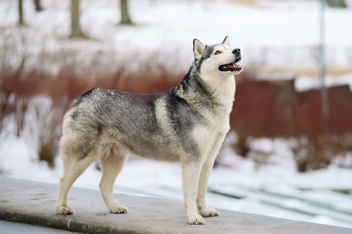 『かっこいい犬種』5選 どんな性格なの?スタイリッシュなわんこの特徴まで解説