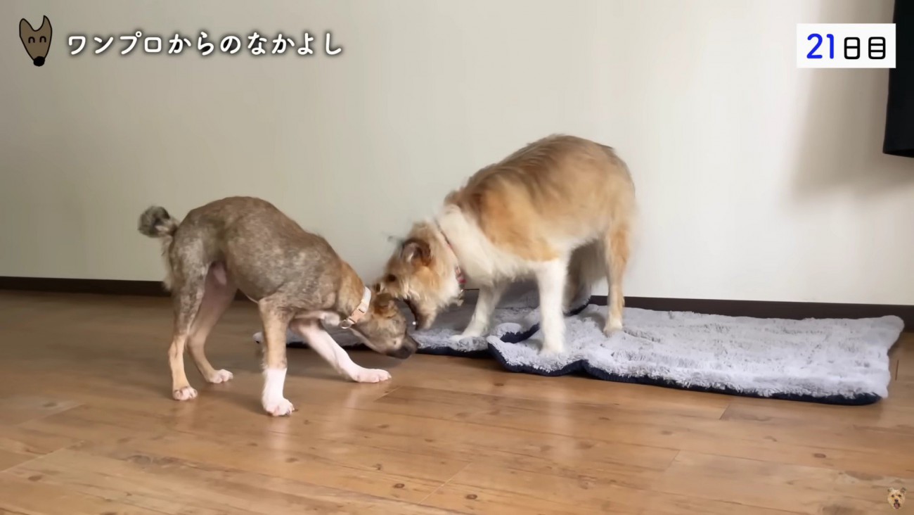 ワンプロするほどに仲良しに♡