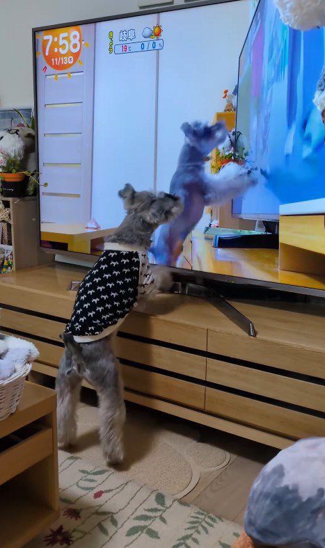 テレビに自分が出た時の風太くん6