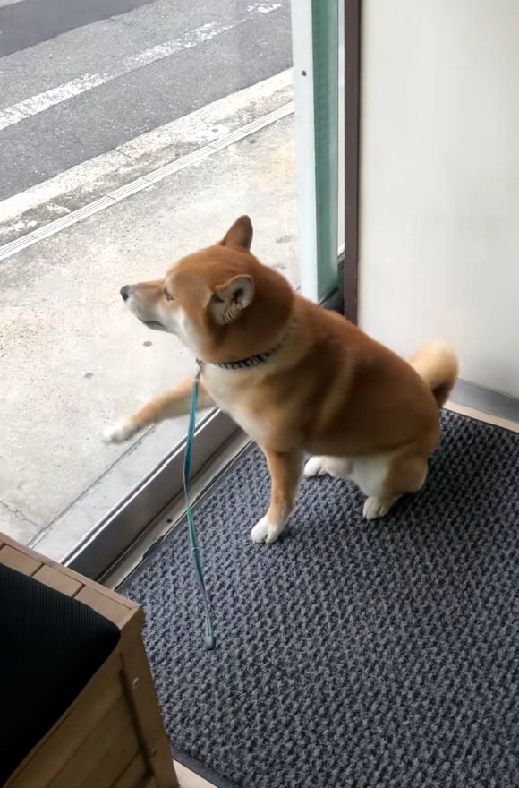 カリカリするれお君