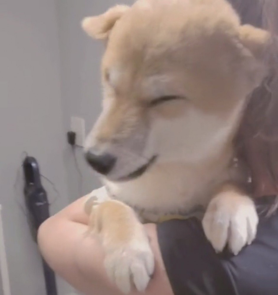 腕の中でとろける顔の犬