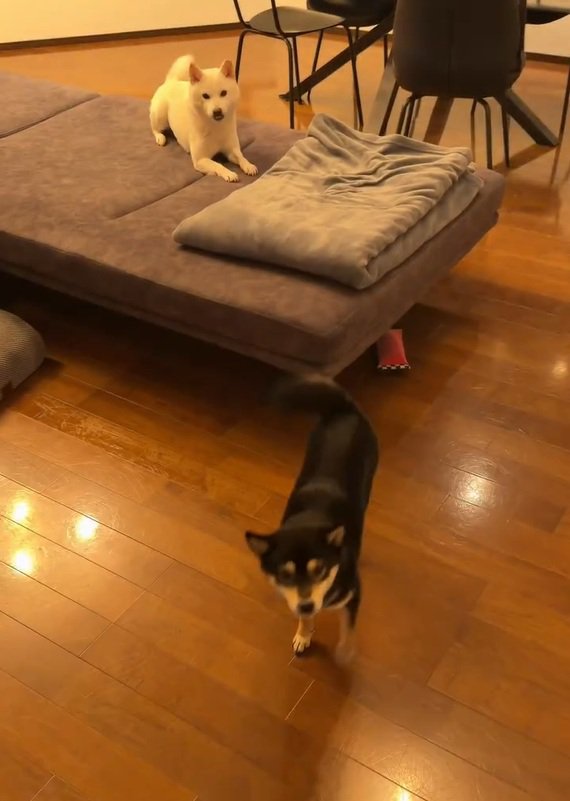 帰宅した飼い主さん