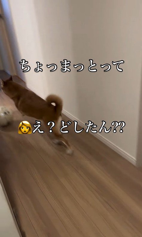 お姉ちゃん帰宅時のけいちゃん5