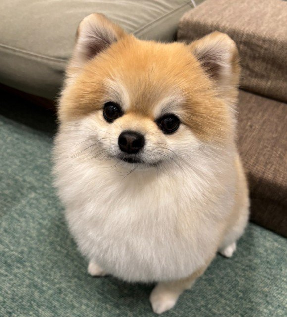 まるで別犬みたい