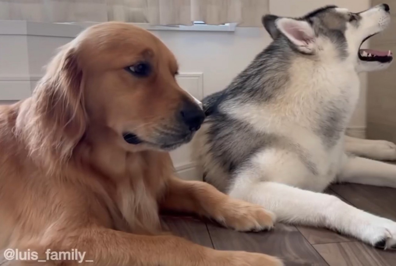 床の上に座るゴールデンレトリバー