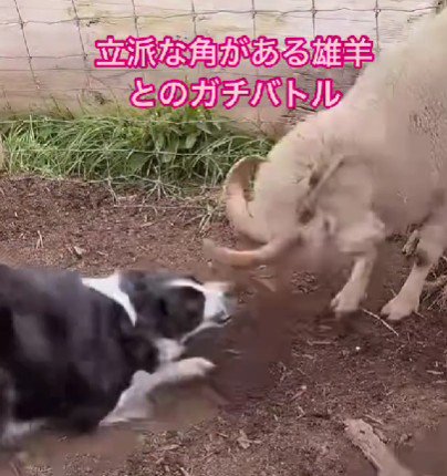 牧羊犬が制止！！