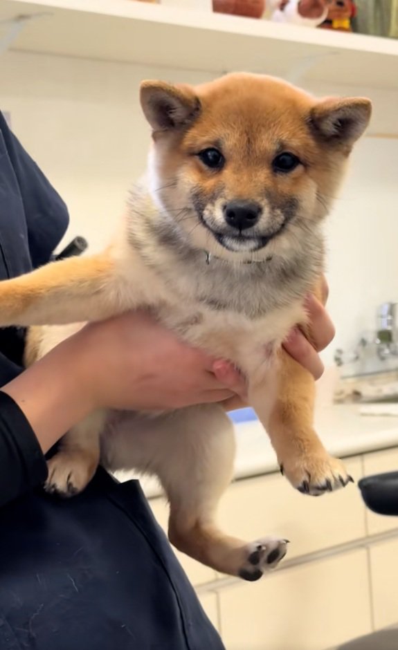 抱っこされる子犬