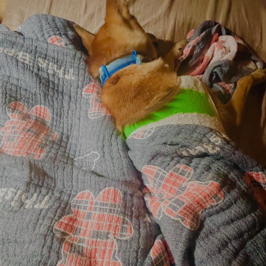 風ちゃんの日常