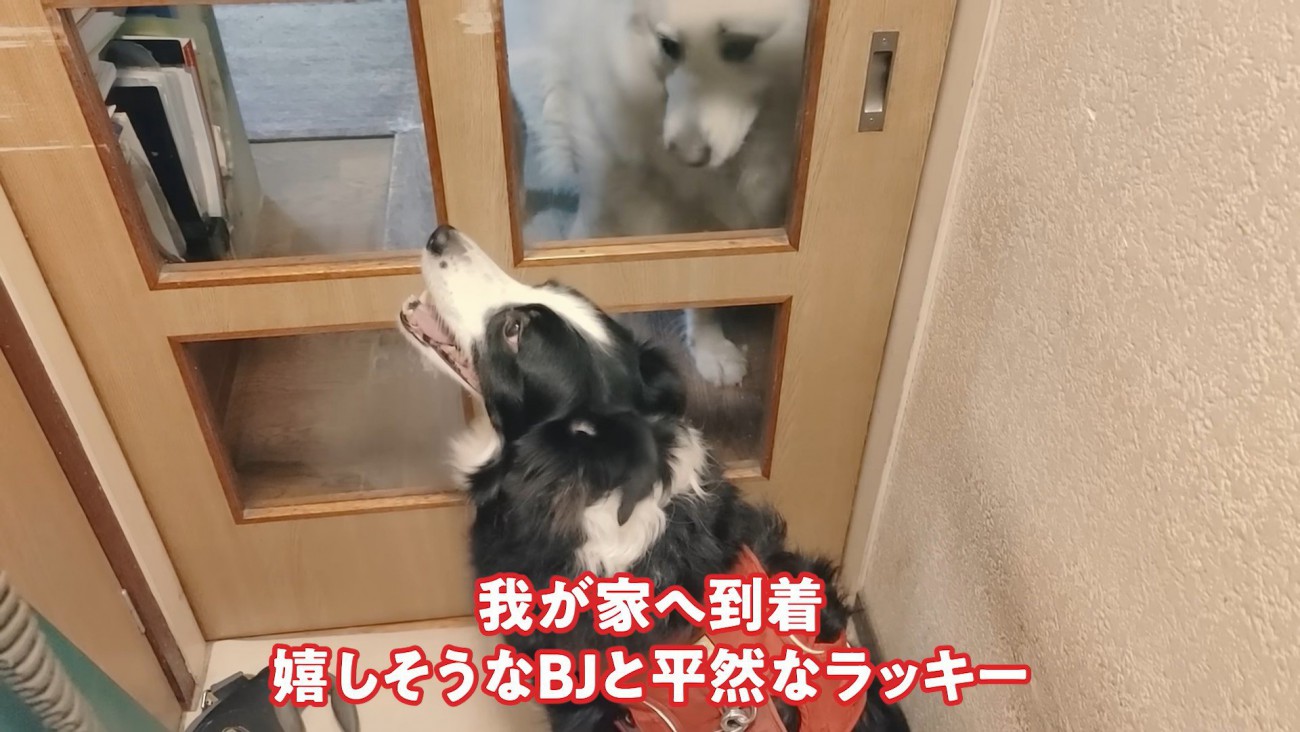 ラッキーちゃんを預かった時のBJ くん