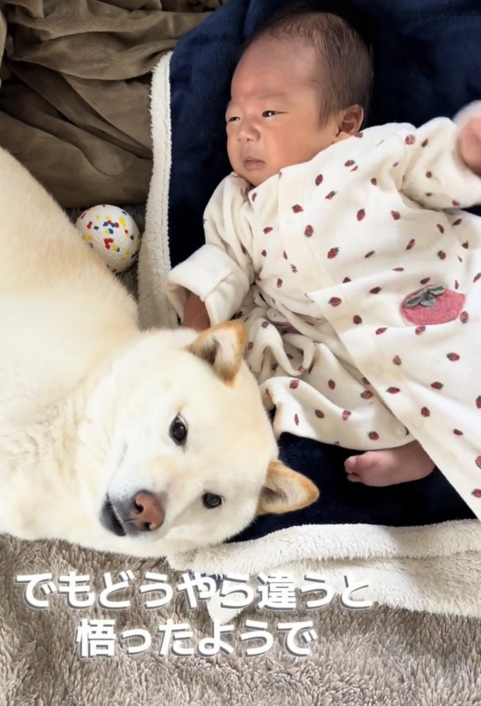 赤ちゃんの横で寝そべる犬