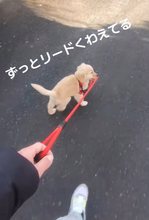 リードを咥えて…