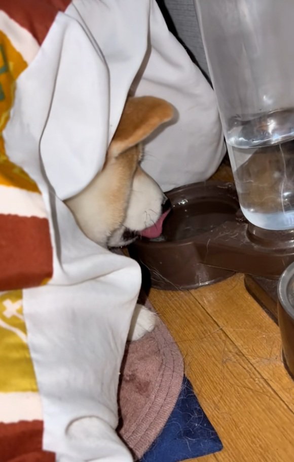 水を飲み終わったまめ太くん