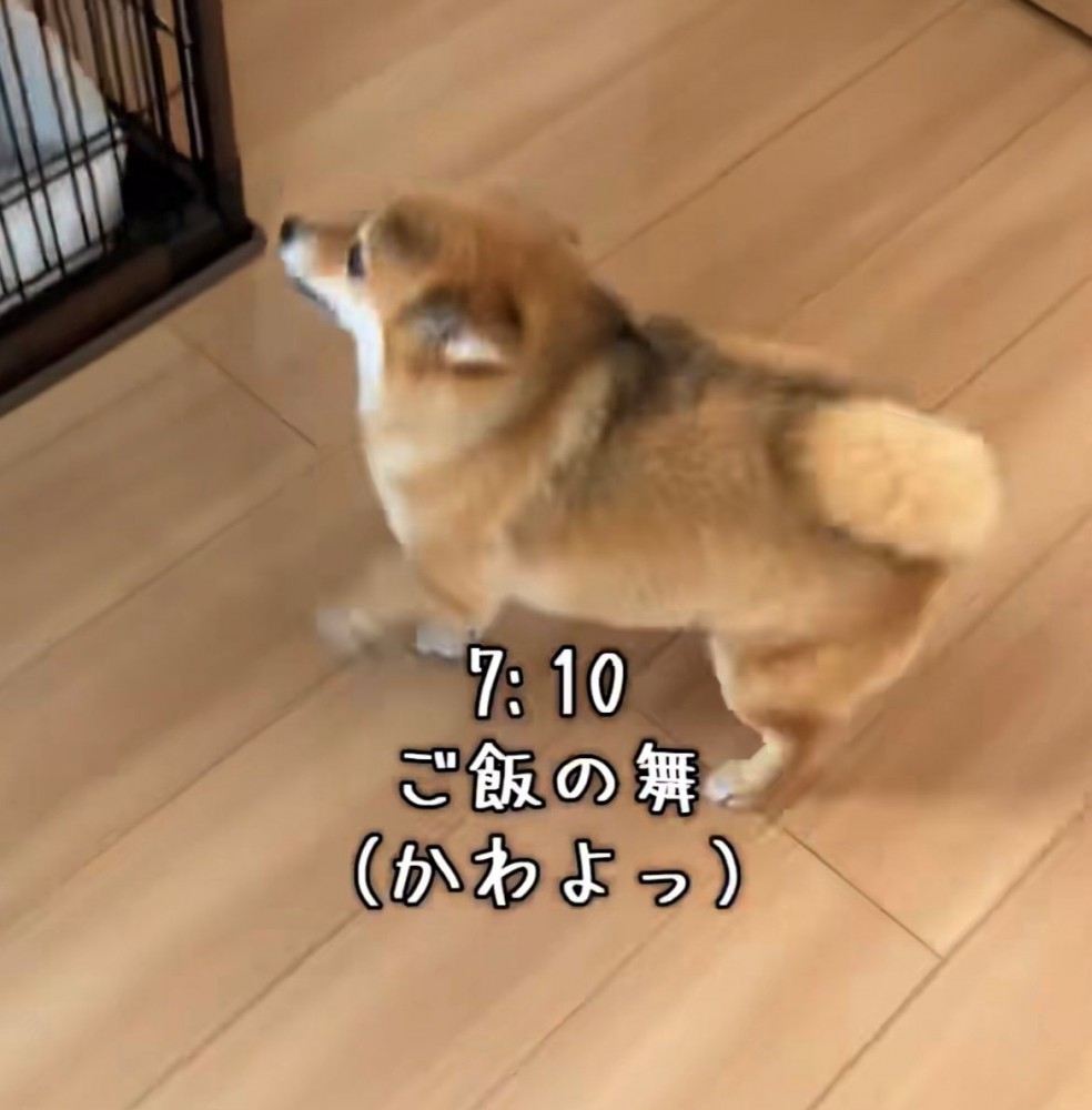 テンション高くはしゃぐ犬