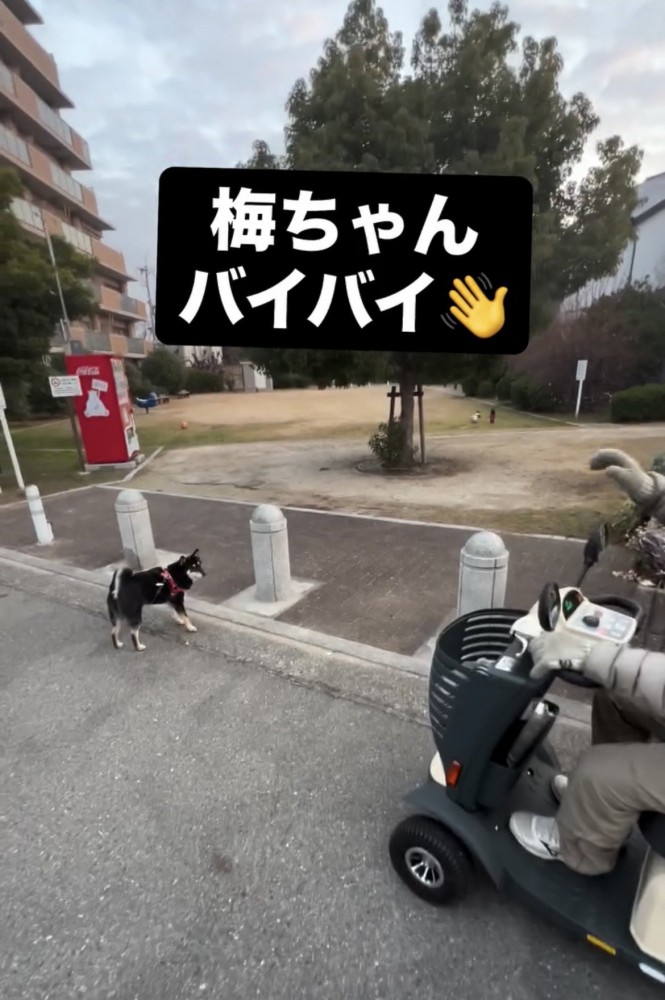 シニアカーを見送る犬