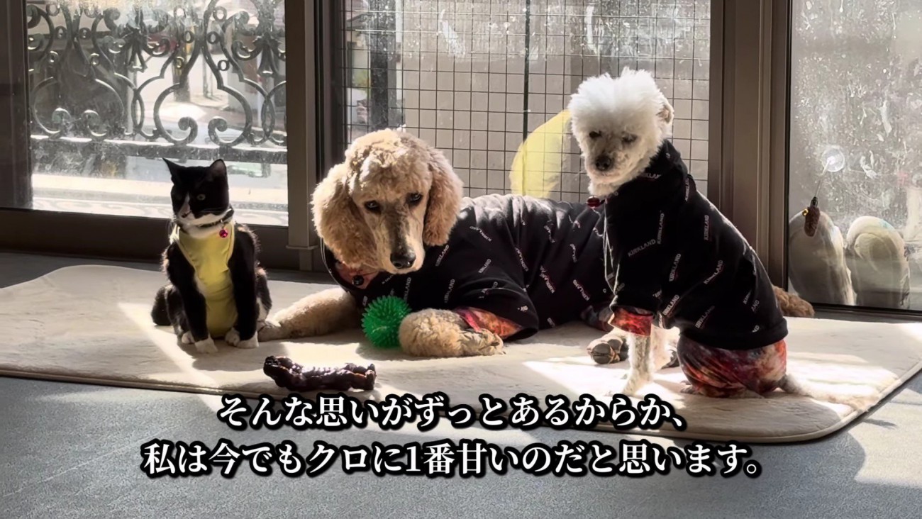 今でも仲良しな3匹