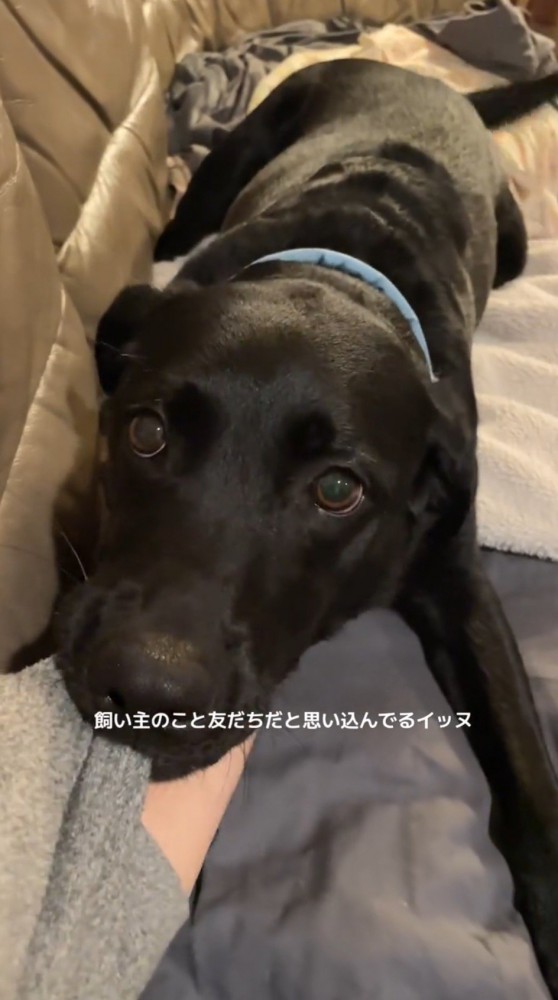 女性の服の袖を咥える犬