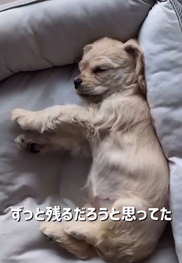 寝ているパルちゃん