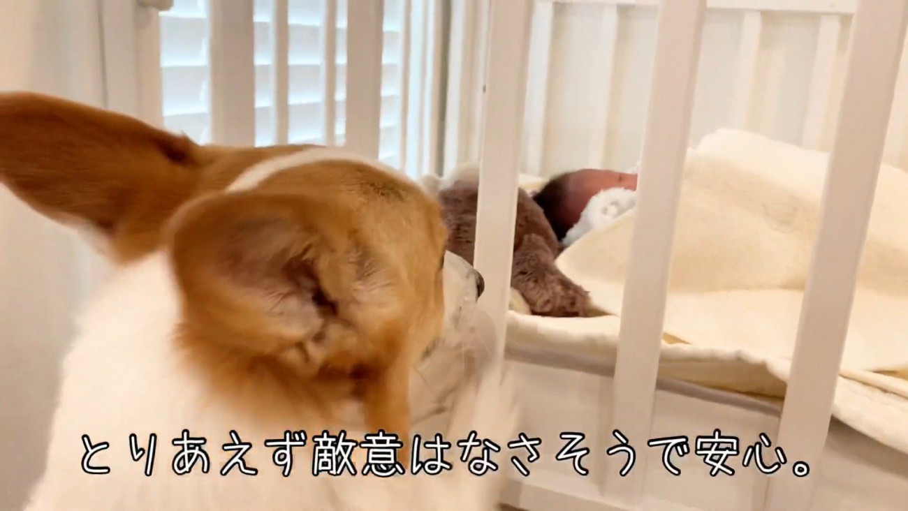 赤ちゃんに興味津々
