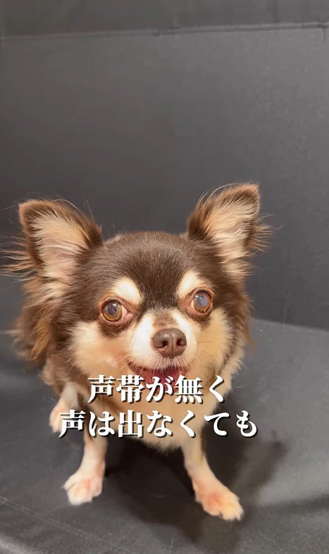 イブちゃんが幸せを掴むまで3