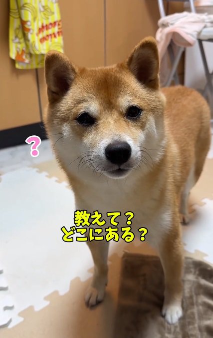 首をかしげるはなちゃん