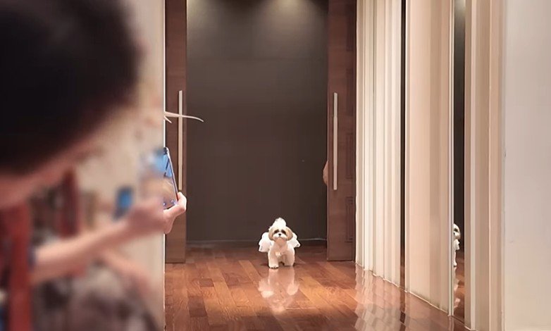 リングドッグに挑戦するつぶちゃん