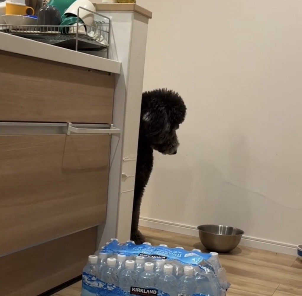 顔をそらす犬