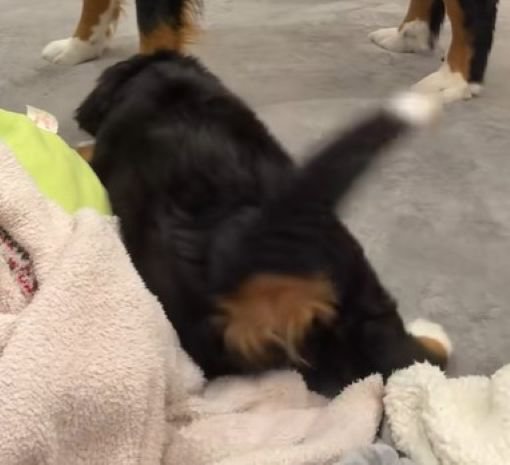 もなかちゃんはしっぽをフリフリ♪