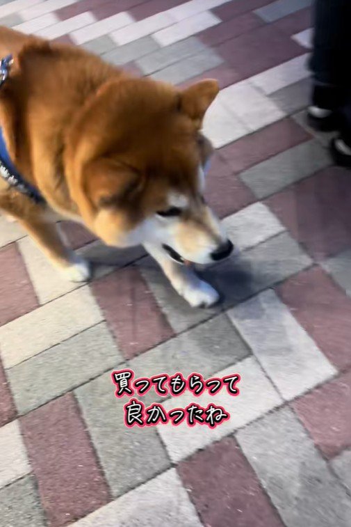 おもちゃを買ってほしいどんちゃん⑩