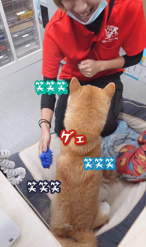 ブラッシング中のフクちゃん3