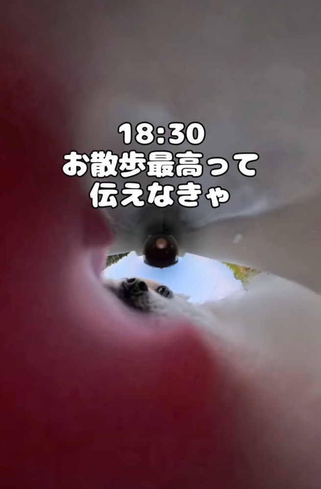 水を飲む犬