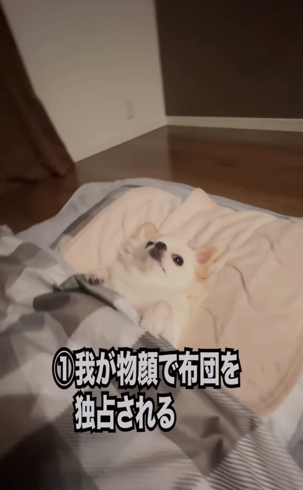 布団で横になる犬