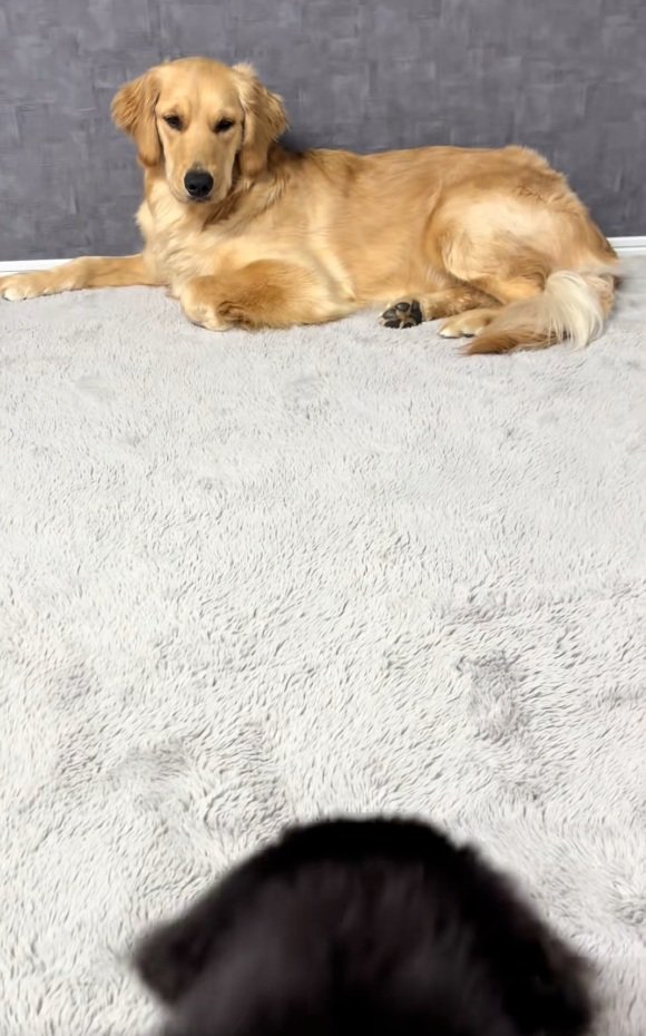 ゴールデンさんと子犬の頭