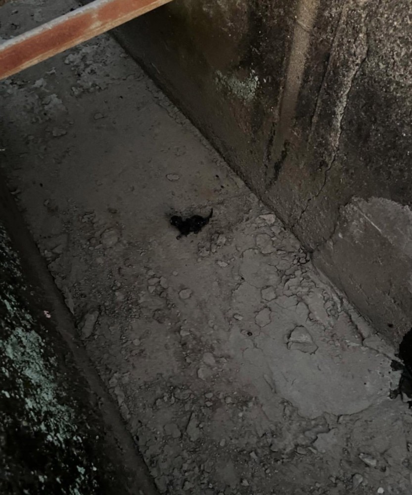 溝に落ちていた赤ちゃん猫