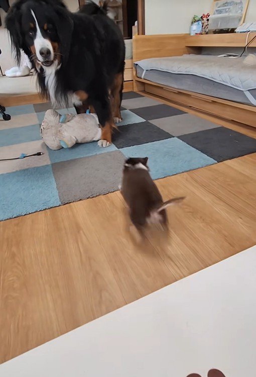 2匹とも楽しそう♪