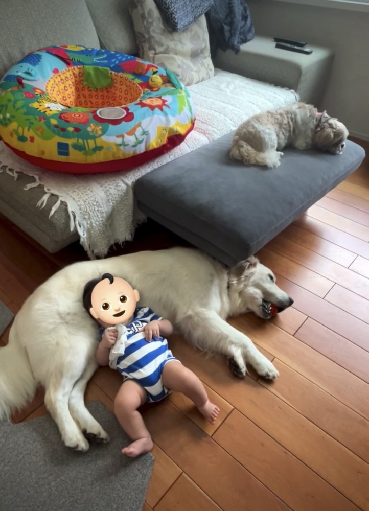 犬を枕にする赤ちゃん