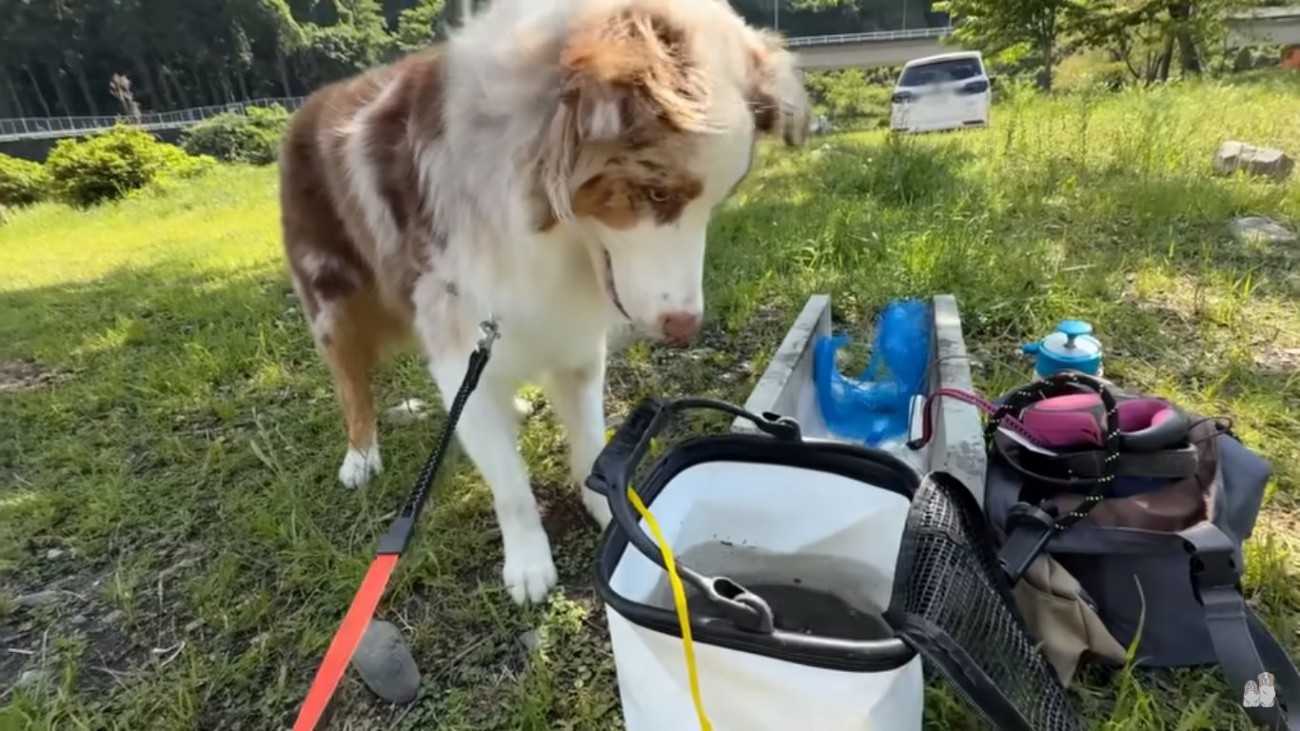 魚を見つめるガルちゃん