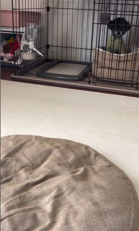 さくらちゃんのハウス成功3