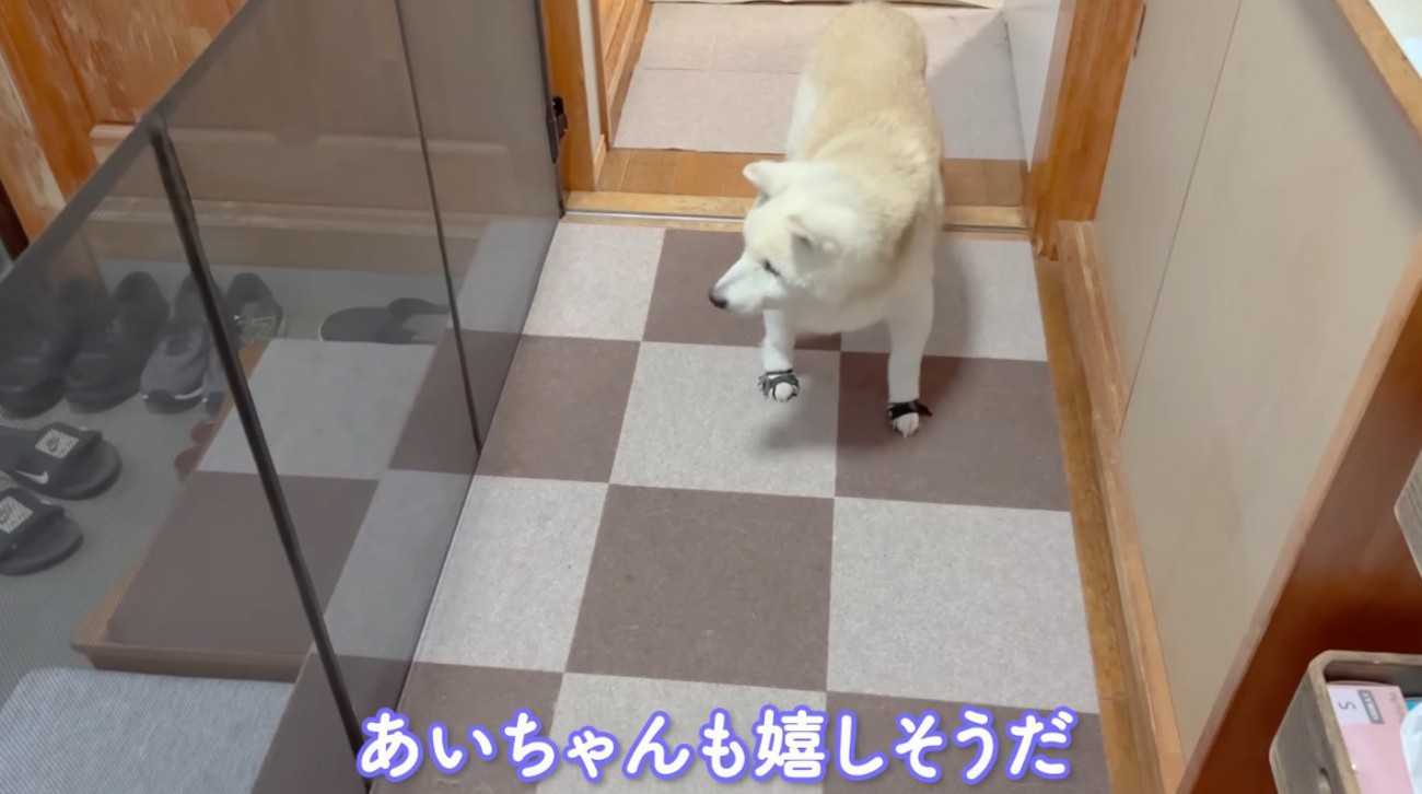ロールカーテンを見つめる老犬