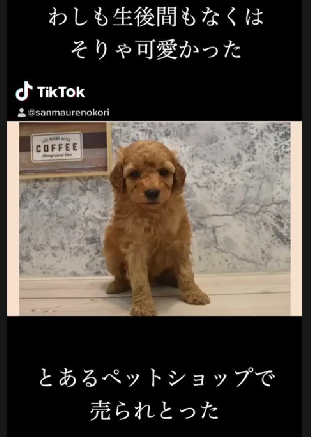 売れ残っていたわんこ