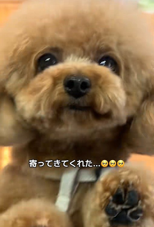 窓ガラス越しの再会