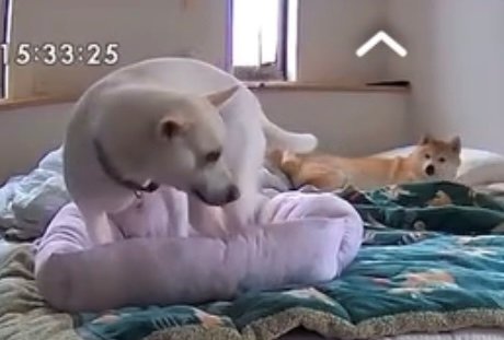 柴犬が目を覚まし、こちらを見る様子