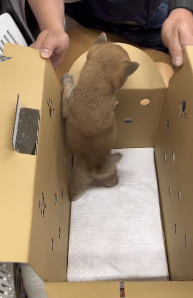 お迎えされた犬