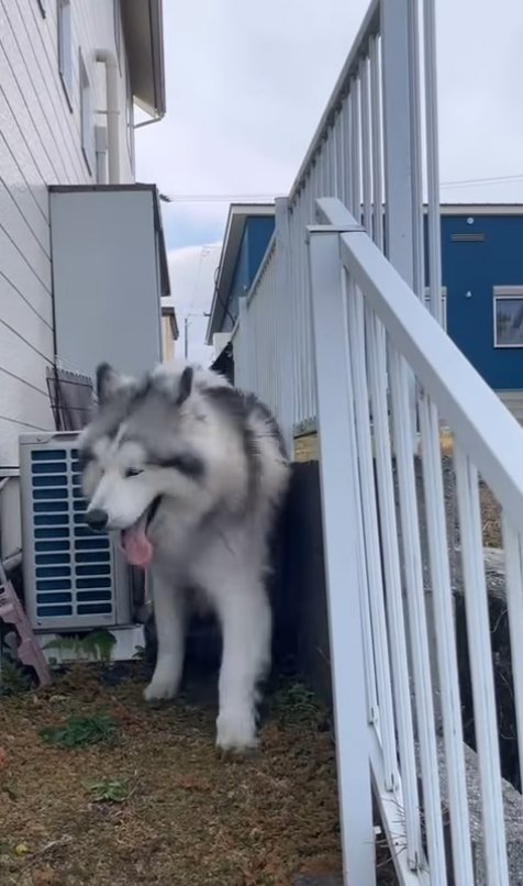 中型犬の上から追い越す大型犬