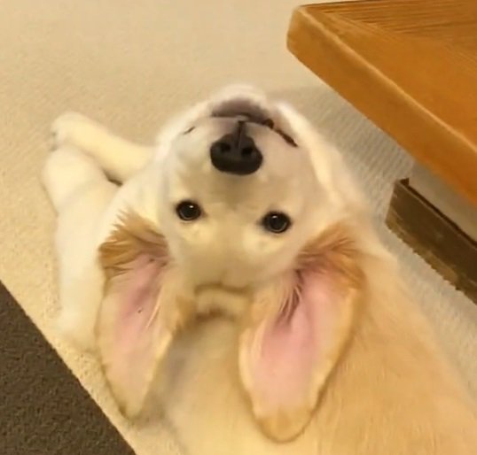 WILLくん顔のアップ