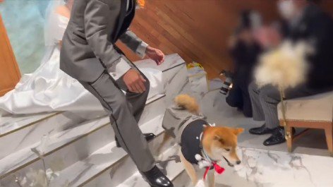 リングドッグに挑戦する大吉くん5