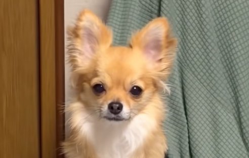 飼い主を見つめる小型犬