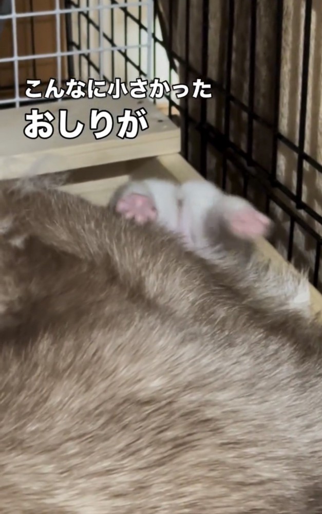 母犬のそばで仰向けになる子犬