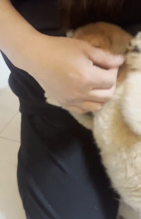 飼い主に甘える豆柴の子犬